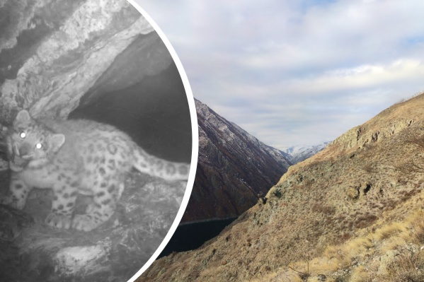 Барсята кидались на фотоловушки как хищники на добычу Барсята кидались на фотоловушки как хищники на добычу