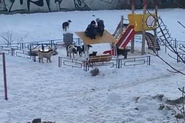 Опасной получилась игра на детской площадке Опасной получилась игра на детской площадке
