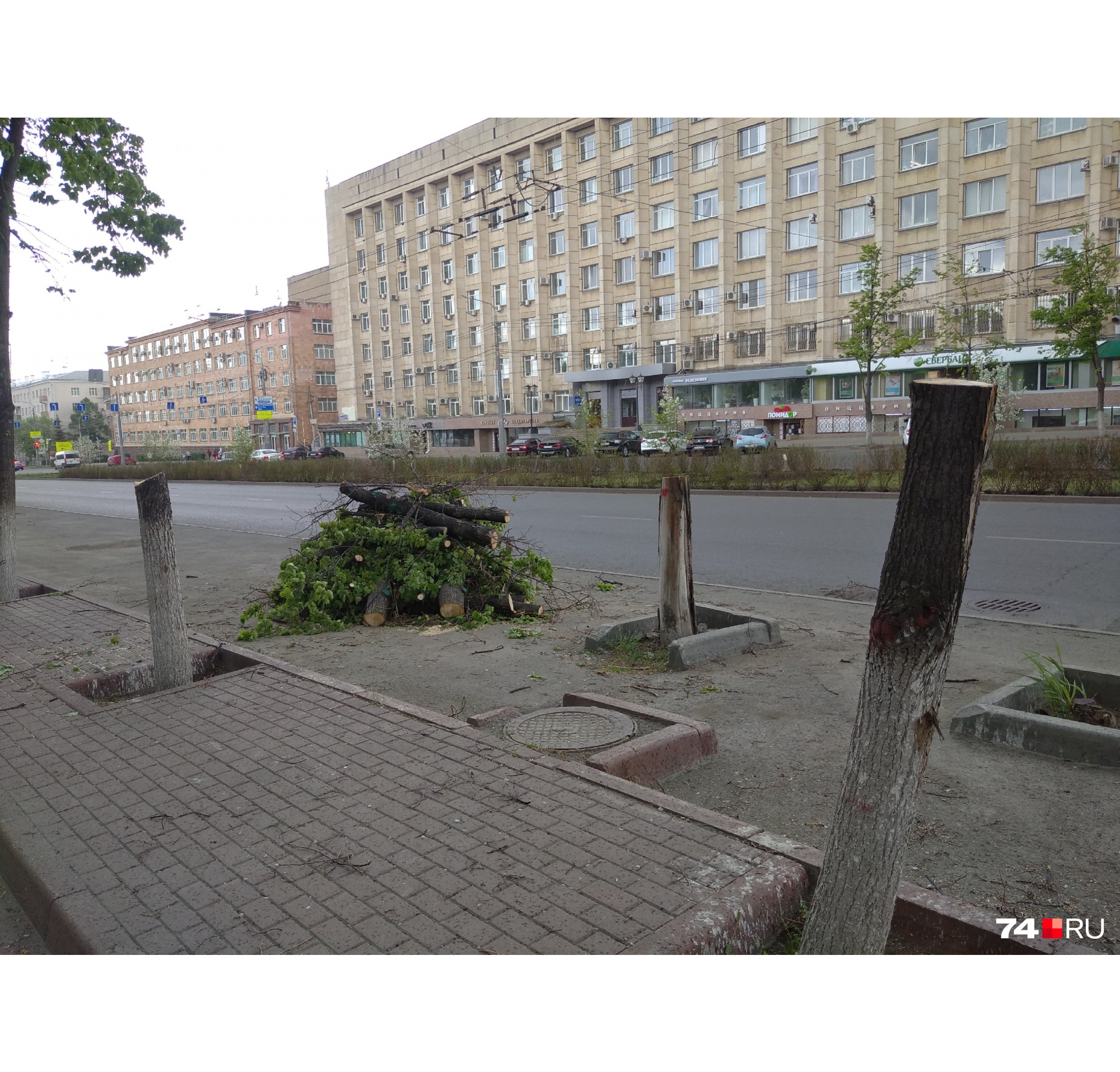 Спилы большинства уничтоженных деревьев выглядят здоровыми Спилы большинства уничтоженных деревьев выглядят здоровыми 