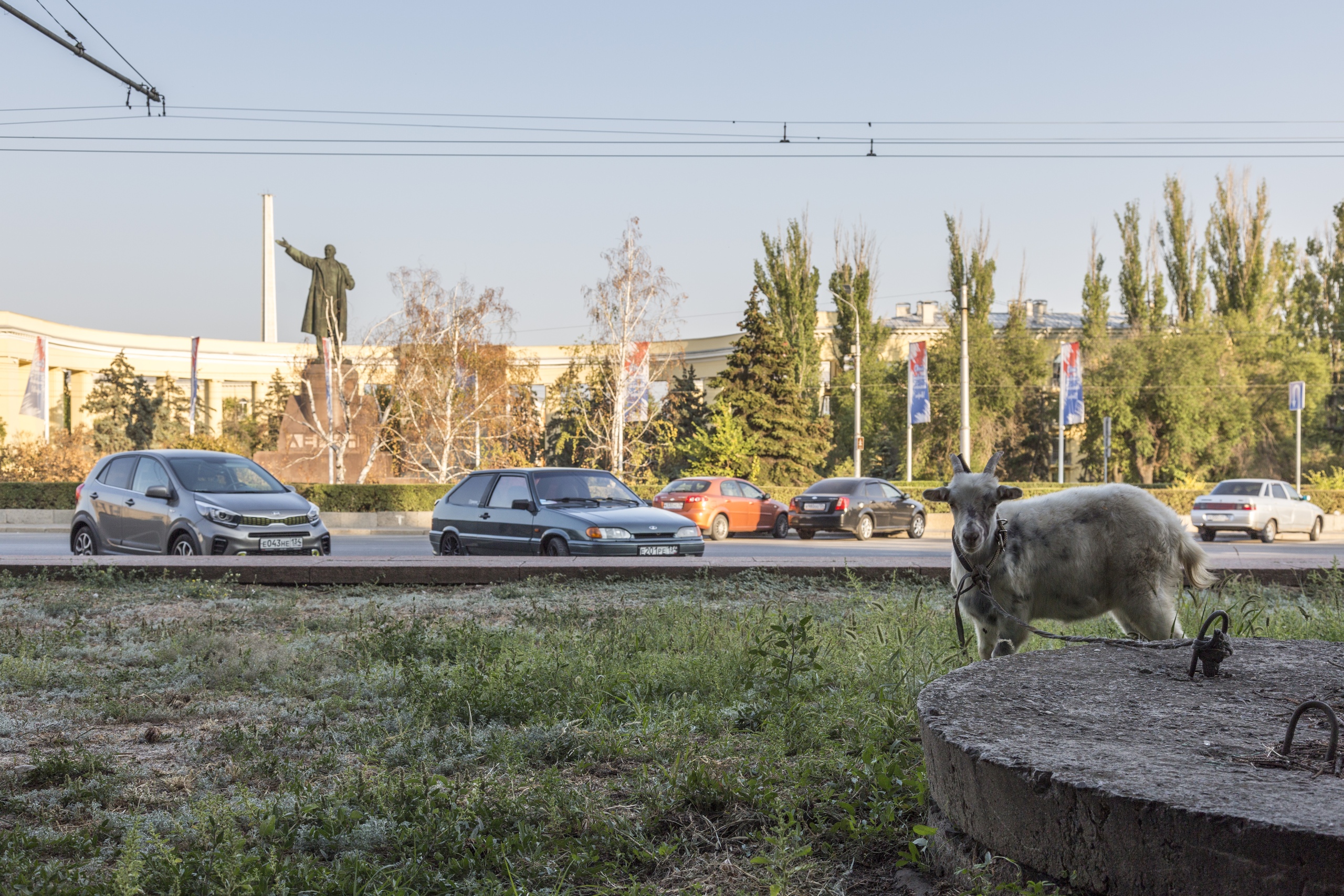 В центре Волгограда площадь Ленина превратили в пастбище для козла