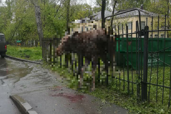 Лось погиб на заборе Лось погиб на заборе