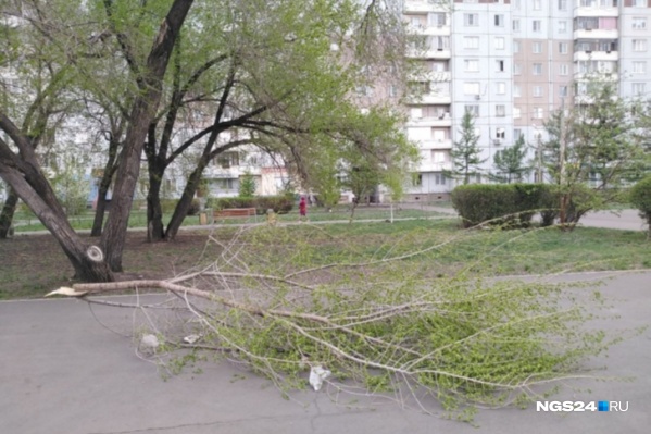 В апреле ураган ломал ветви деревьев В апреле ураган ломал ветви деревьев