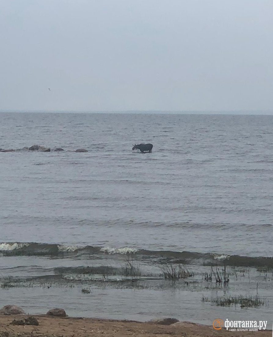 Лось устроил заплыв в Финском заливе. К нему выехали на лодке