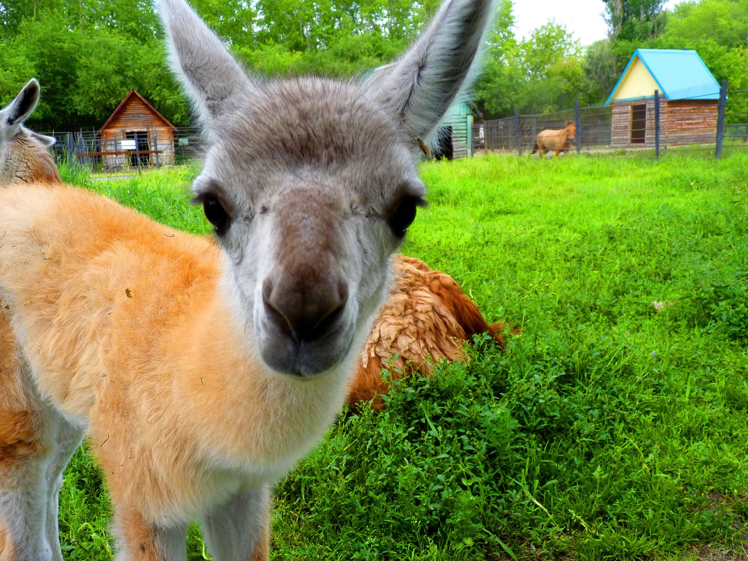 Послезавтра в Омской области откроется Большереченский зоопарк