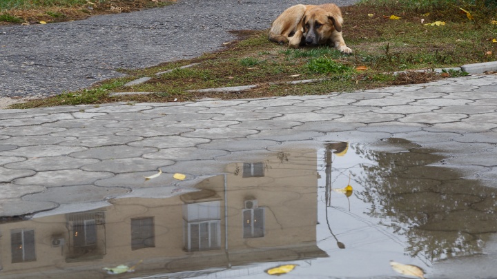 Даже природа радуется: смотрим прогноз погоды в Волгограде в день освящения храма Александра Невского