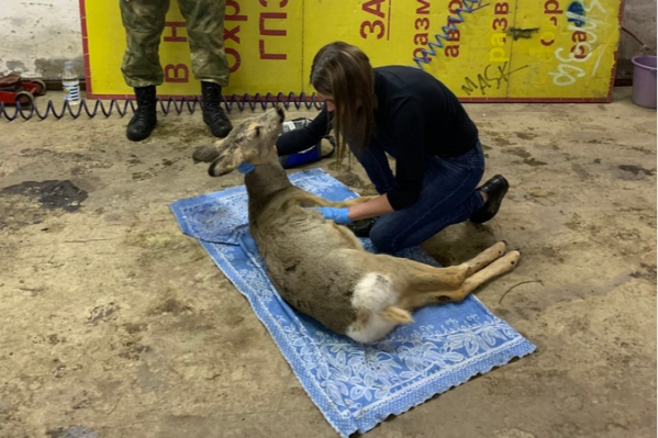 Часто на косуль в районе заповедника нападают собаки Часто на косуль в районе заповедника нападают собаки 
