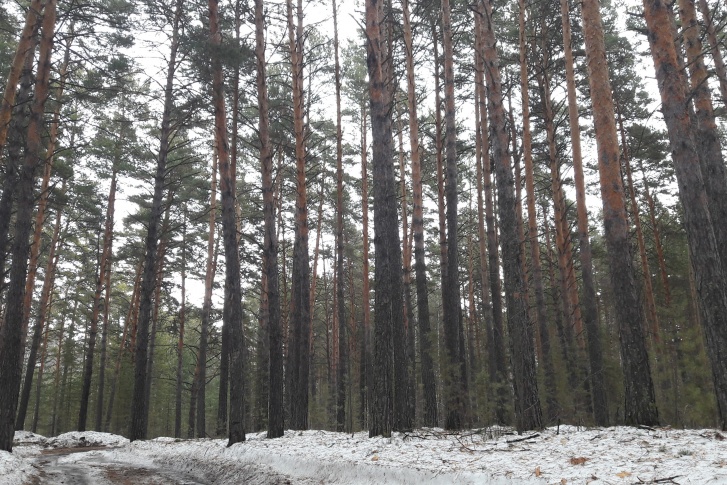 В сосновом бору на берегу Обского моря в окрестностях Борового идут вырубки В сосновом бору на берегу Обского моря в окрестностях Борового идут вырубки
