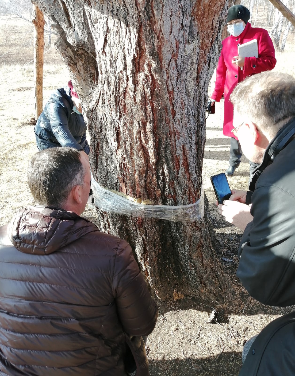 Пропилы замазали садовым варом и замотали пищевой пленкой, чтобы зимой поврежденные ткани дерева не замерзли Пропилы замазали садовым варом и замотали пищевой пленкой, чтобы зимой поврежденные ткани дерева не замерзли