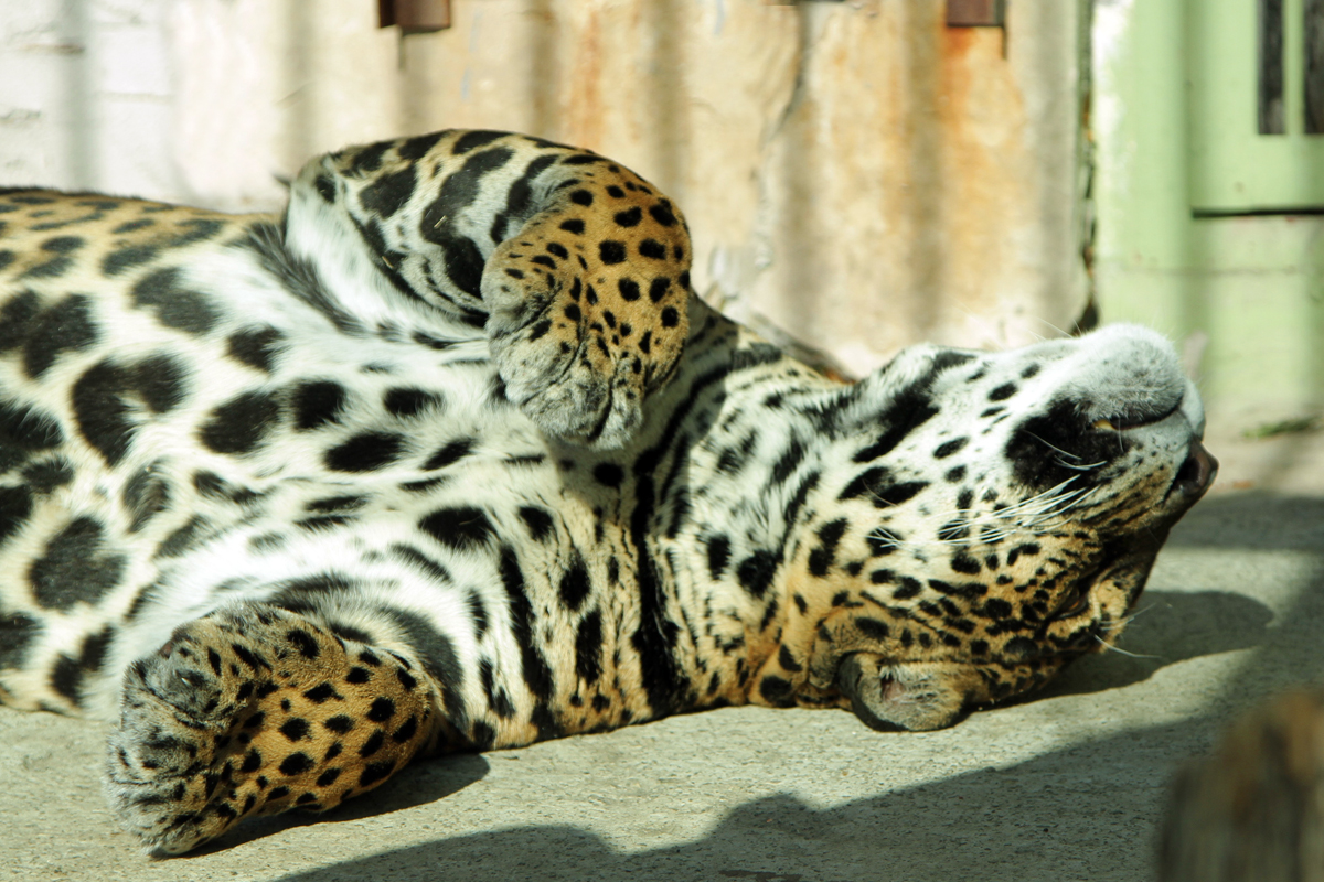 Побудьте в их шкуре: как питомцы екатеринбургского зоопарка переживают тридцатиградусную жару