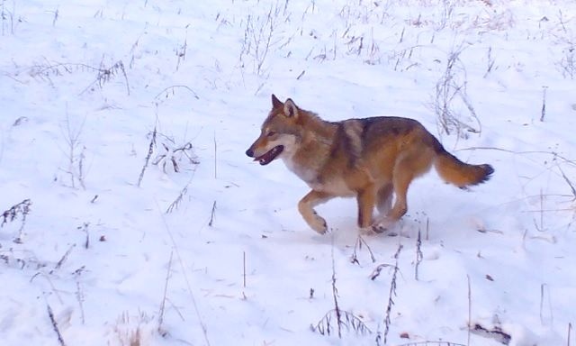 В Керженском заповеднике фотоловушка сняла, как волк гонится за зайцем