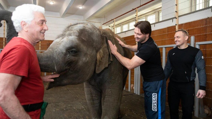 Российские звезды потребовали вернуть слониху Эколь из цирка Запашных в ростовский зоопарк