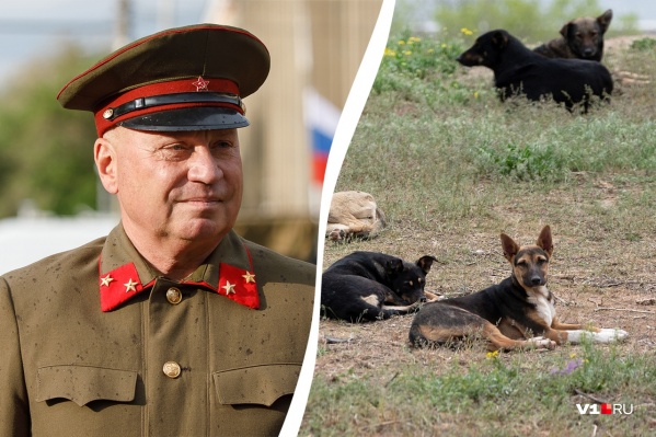 С начала года, пришли к выводу в прокуратуре, Виталий Лихачев собак в Волгограде почти не ловил С начала года, пришли к выводу в прокуратуре, Виталий Лихачев собак в Волгограде почти не ловил 