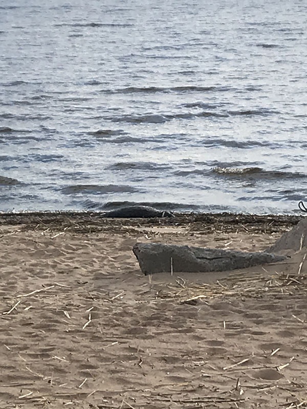 Погибшего тюлененка нашли на берегу залива в Сестрорецке