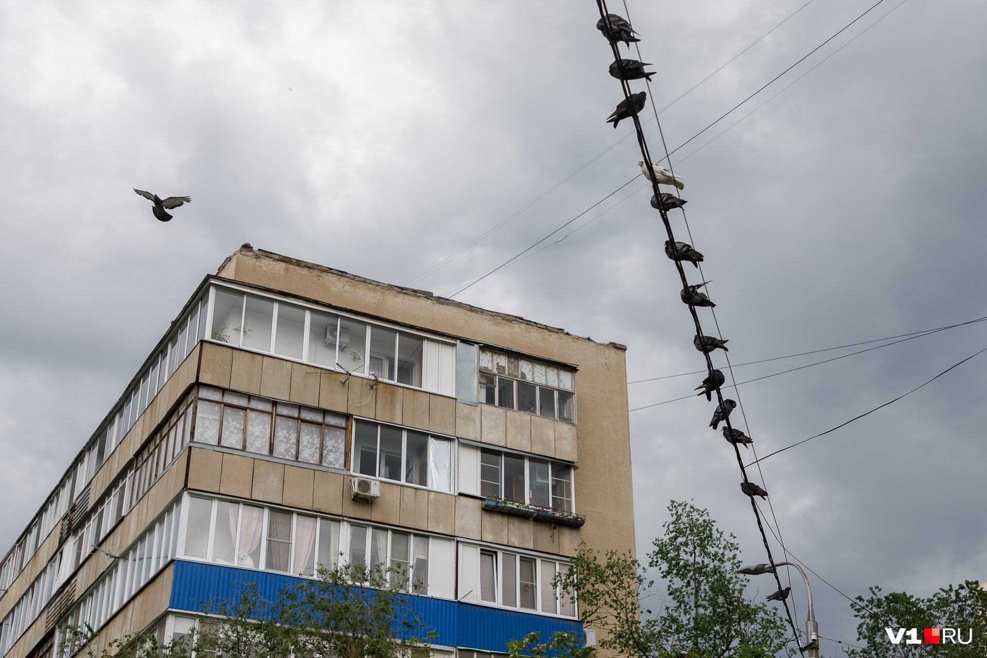 Гирлянды из голубей. Рядом с вашим домом видели такое? Гирлянды из голубей. Рядом с вашим домом видели такое?