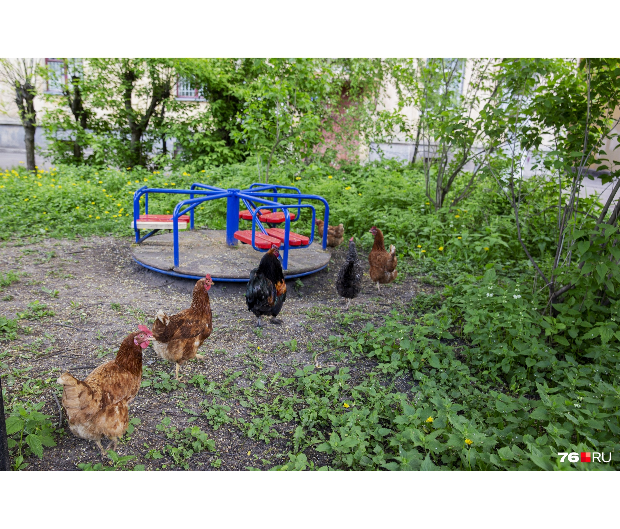 «Бандиты, скоро гопничать начнут»: на детской площадке в центре Ярославля поселились курицы
