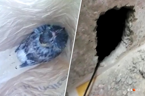 Голубя пришлось буквально вытаскивать из стены Голубя пришлось буквально вытаскивать из стены