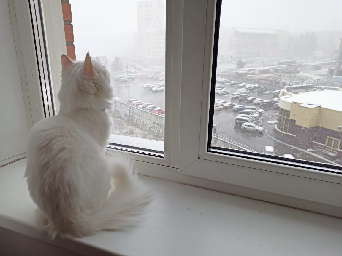 Видимо, котикам очень нравится наблюдать за снежной погодой из окна Видимо, котикам очень нравится наблюдать за снежной погодой из окна