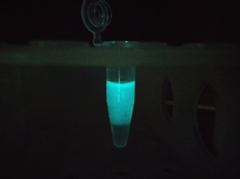 Красноярские ученые сделали тест на энцефалит из крошечной светящейся молекулы