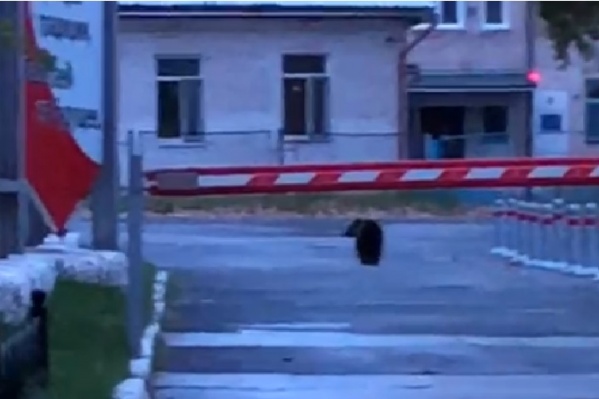 Этим летом и осенью медведи будто <a href="https://www.e1.ru/news/spool/news_id-69474149.html" target="_blank" class="_">совсем перестали бояться людей</a> Этим летом и осенью медведи будто <a href="https://www.e1.ru/news/spool/news_id-69474149.html" target="_blank" class="_">совсем перестали бояться людей</a>