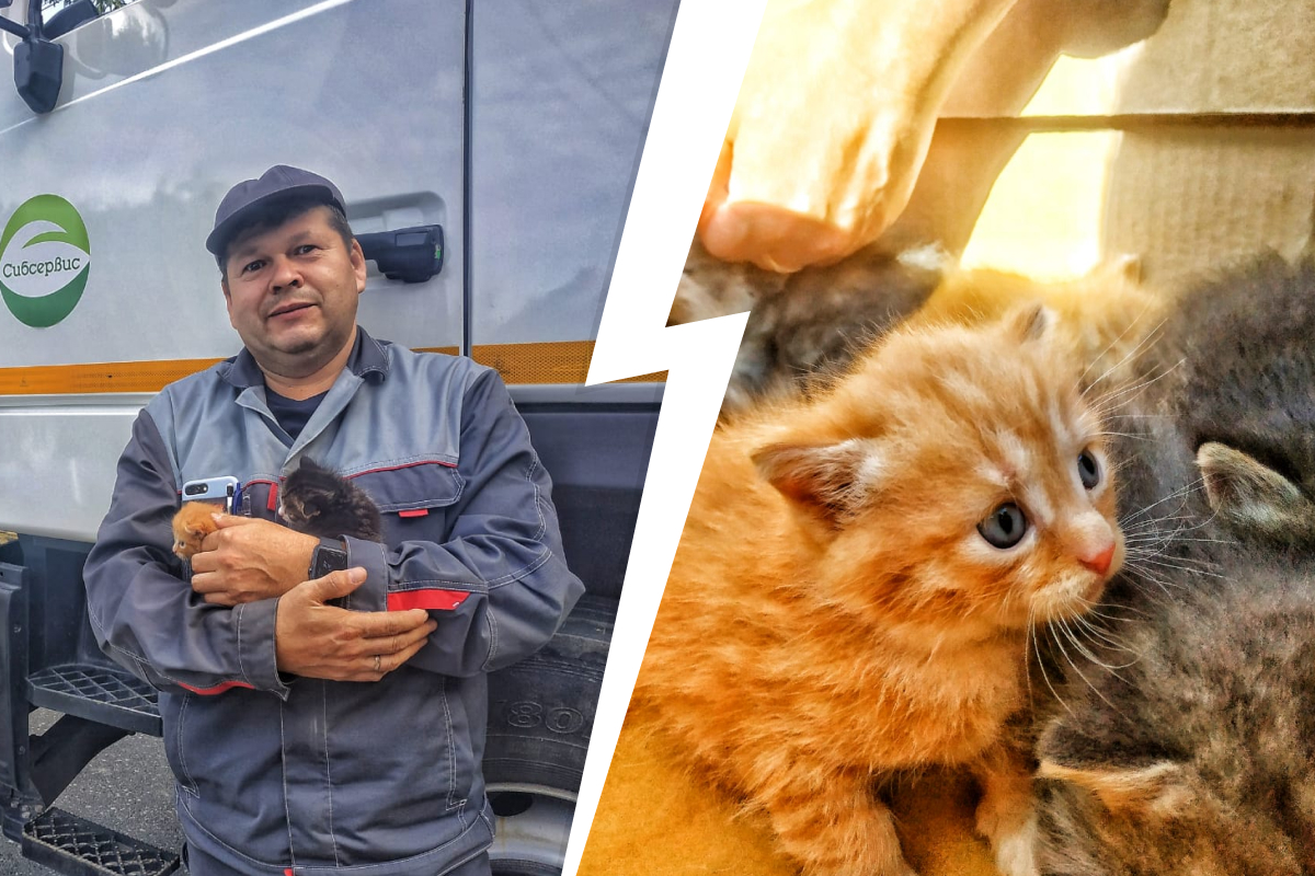 Время от времени работники ТЭО находят не только брошенных котят, но и собак и даже черепашек Время от времени работники ТЭО находят не только брошенных котят, но и собак и даже черепашек