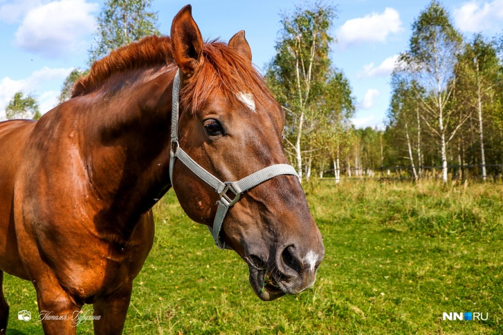 В администрации сравнивают прокат коней с арендой транспорта