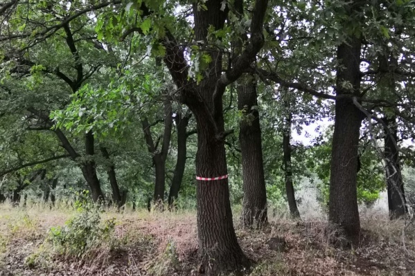 В пойме уже размечают деревья, которые хотят уничтожить В пойме уже размечают деревья, которые хотят уничтожить
