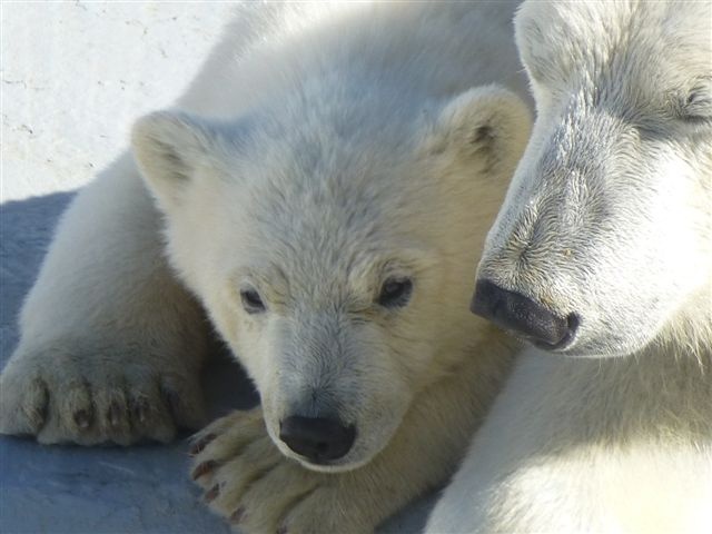 Хаарчаана с мамой. Фото якутского зоопарка «Орто-Дойду» с сайта zoo.ykt.ru