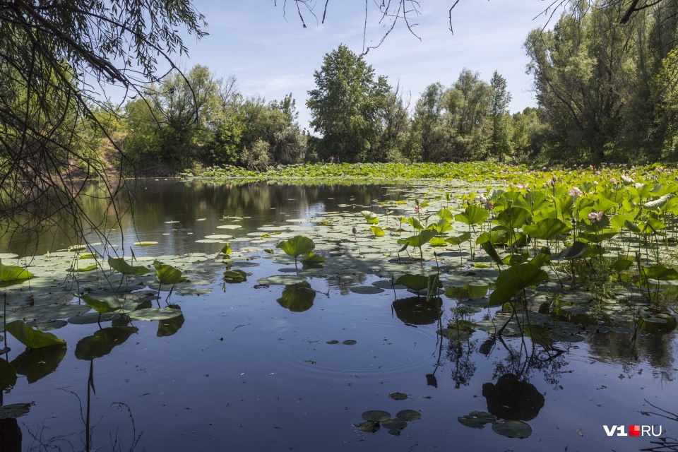 В Волгоградской области уникальное озеро и пойму хотят сделать Меккой для туристов