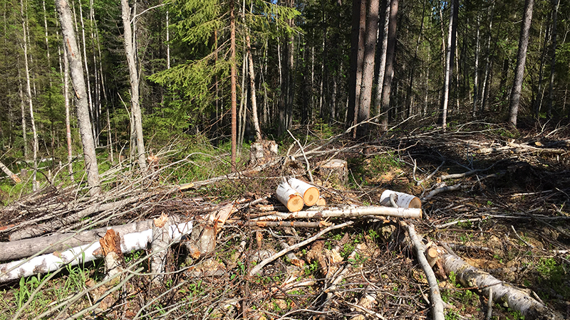 Бизнесмена из Онежского района подозревают в вырубке леса на 163 тысячи рублей