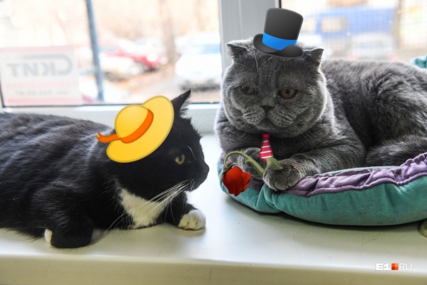 Котики из котокафе «Больше шерсти» Котики из котокафе «Больше шерсти»