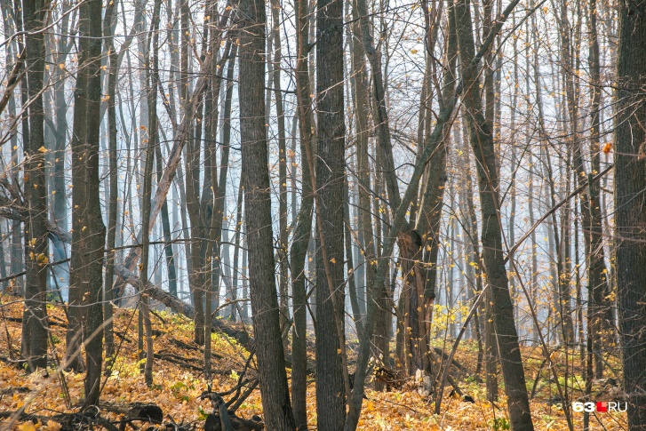 В осеннем лесу охотника, видимо, подвело зрение В осеннем лесу охотника, видимо, подвело зрение