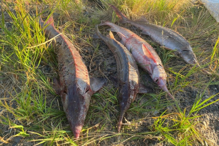 Ущерб от пойманной и выпущенной на волю рыбы в полиции оценили в 3,9 миллиона рублей 