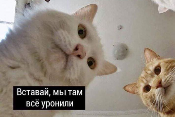Если бы коты знали, как далеко они зайдут Если бы коты знали, как далеко они зайдут