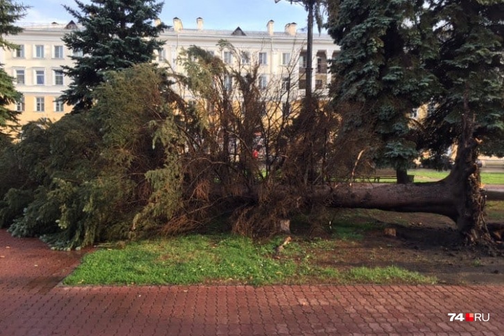За считанные секунды непогода в Челябинске повалила деревья 