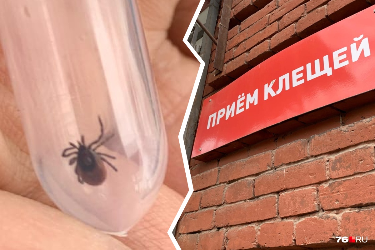 В Ярославле обследовали более тысячи клещей: треть из них оказались заражёнными