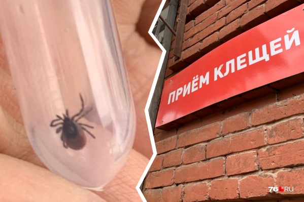 У клещей сейчас пик «кусачего» сезона У клещей сейчас пик «кусачего» сезона