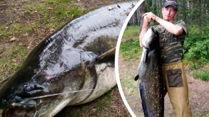 «Рыба — мощь!»: в Ярославской области москвич поймал сома-монстра на 22 килограмма