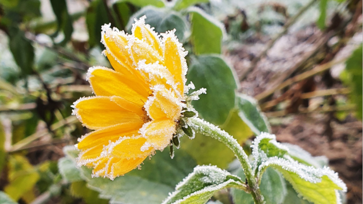 Замороженные цветы: восемь фото утреннего инея, доказывающих, что природа — гениальный художник