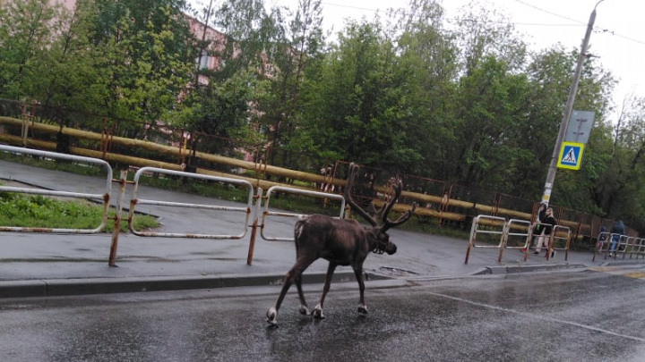 «Девчонки, чей домой не вернулся?»: по улицам Челябинска бегал северный олень