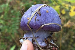 Новосибирцы нашли в лесу краснокнижный сине-фиолетовый гриб (очень яркий и пугающий)