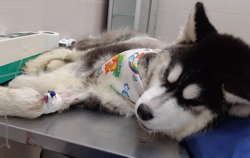 В Питер на срочную операцию повезли щенка хаски из Екатеринбурга, которого хозяева поили водкой