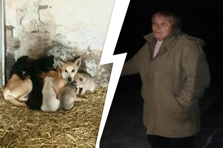 Когда зоозащитницы приехали в новый приют, где собак держат в металлических ангарах, сторож пригрозила разбить девушкам головы топором Когда зоозащитницы приехали в новый приют, где собак держат в металлических ангарах, сторож пригрозила разбить девушкам головы топором