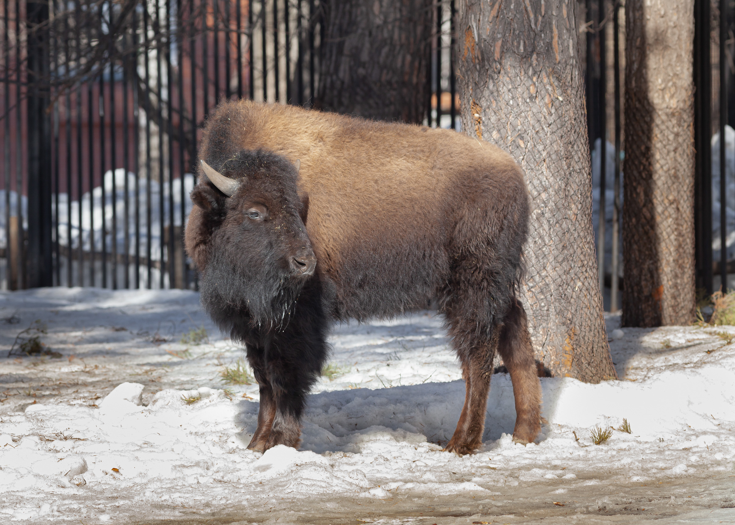Бизон бар очер. Бар бизон северобайкальск меню. Бизон ростов логотип. Bizon обувь логотип. Компания бизон.