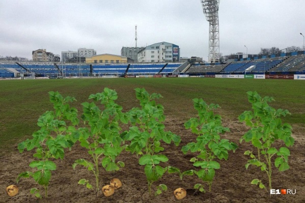 Можно же найти и другое применение полям Можно же найти и другое применение полям