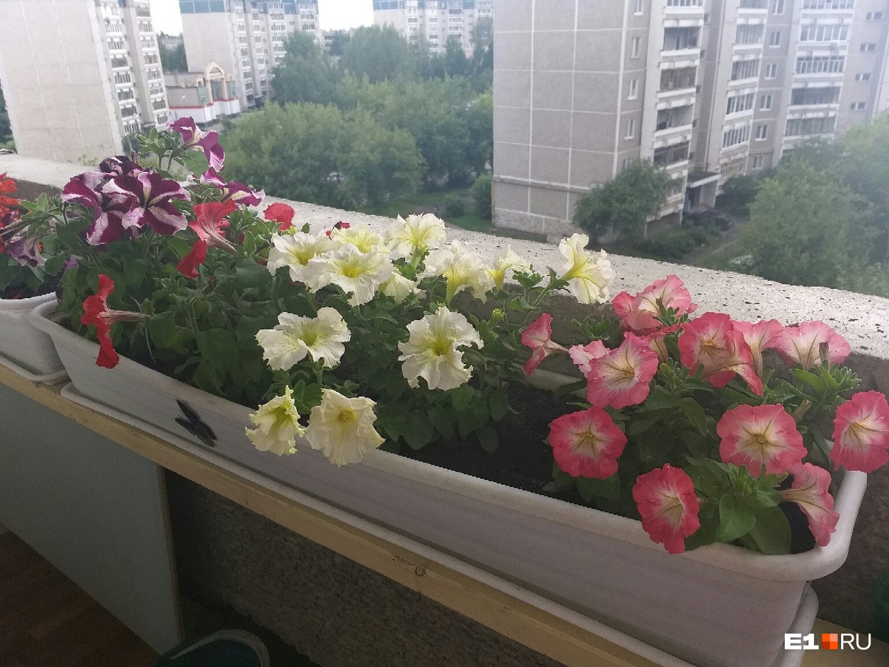 Цветочный балкон Екатерины Москаленко Цветочный балкон Екатерины Москаленко