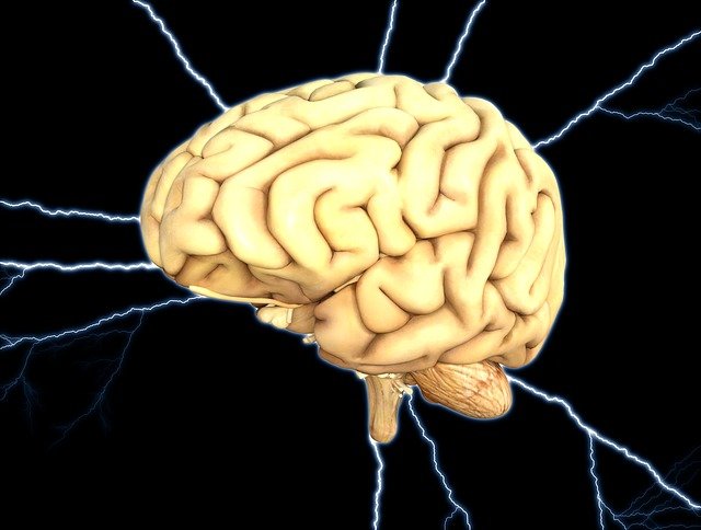 Сколтеховский ученый расскажет про эволюцию мозга и интеллекта