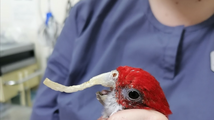 Красноярские ветеринары спасли жизнь попугаю с аномально длинным клювом