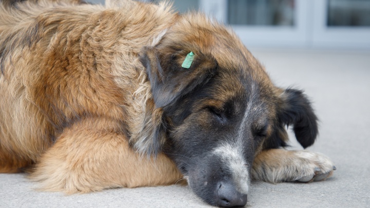 «Спасайте кого можете»: в Волгограде зооволонтеры защищают собак с пустыря, где нашли тело женщины