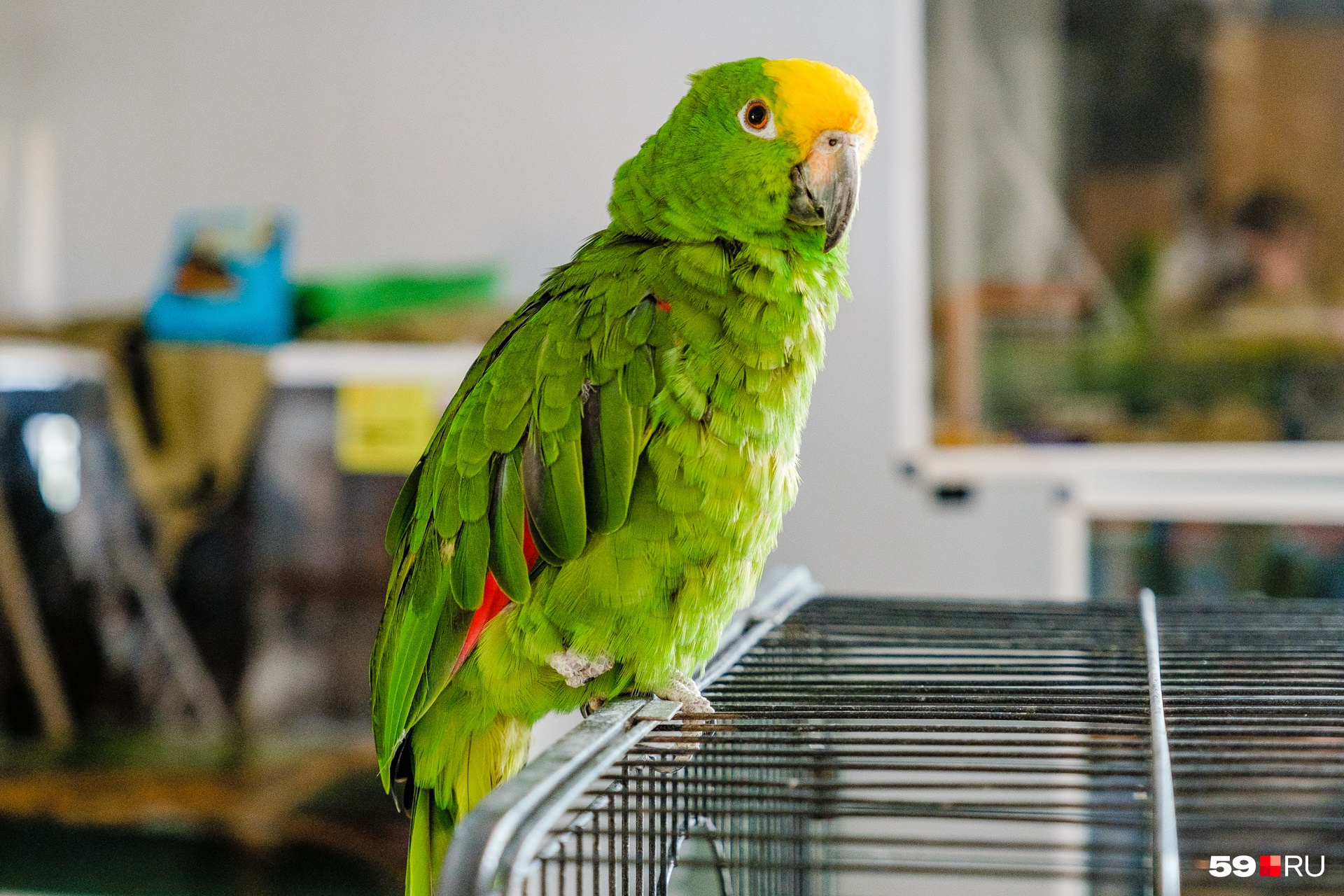 Еще один питомец зоопарка — попугай Киви. Он миролюбивый, внимательный и вас обязательно выслушает
