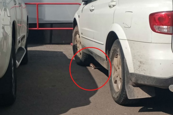 Милое животное мигом приковало к себе внимание прохожих Милое животное мигом приковало к себе внимание прохожих